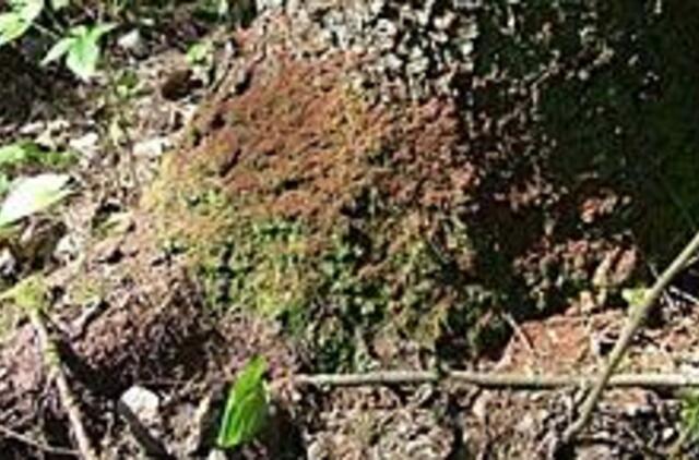 Miškuose siaučia kenkėjai   