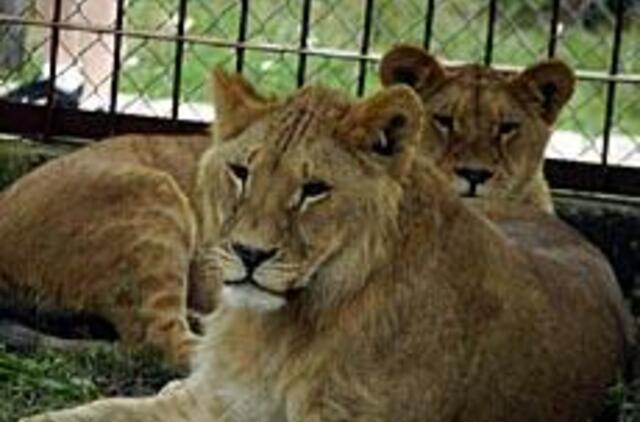 Dimba ir Dembis - saldi porelė 