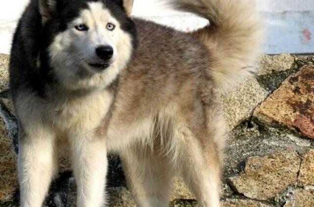 Šis tas apie šunis