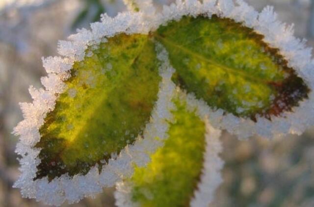 Augalų apsauga žiemą