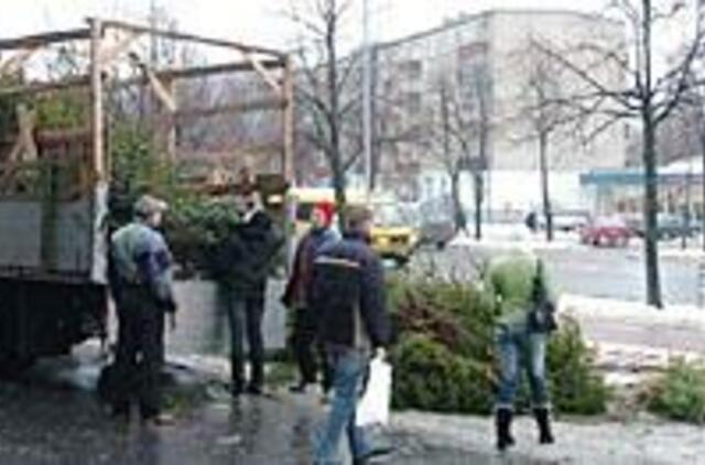 Kinų "eglutės" tikro miško kvapo dar nenustelbė