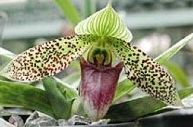 Kaip auginti orchidėjas