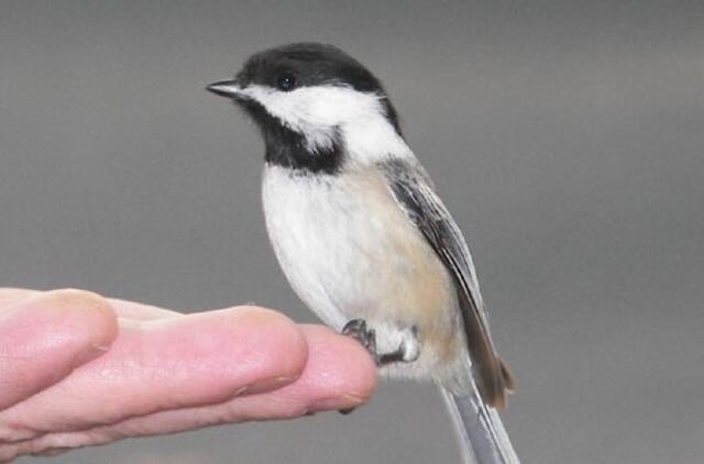 Tolimas protėvių balsas