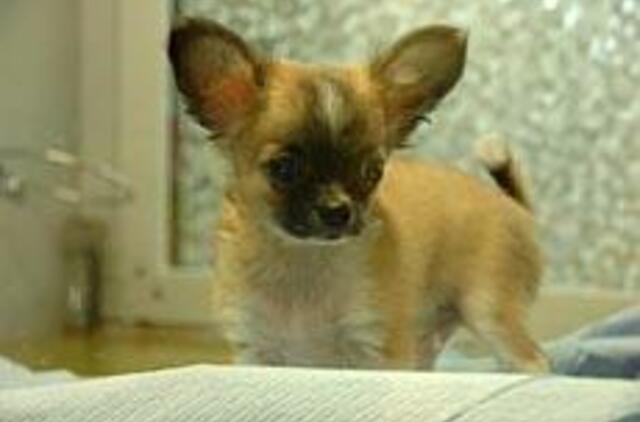 Gyvos prekės graudina pirkėjus 