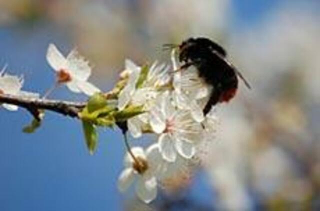 Gegužei artėjant paraitokim rankoves