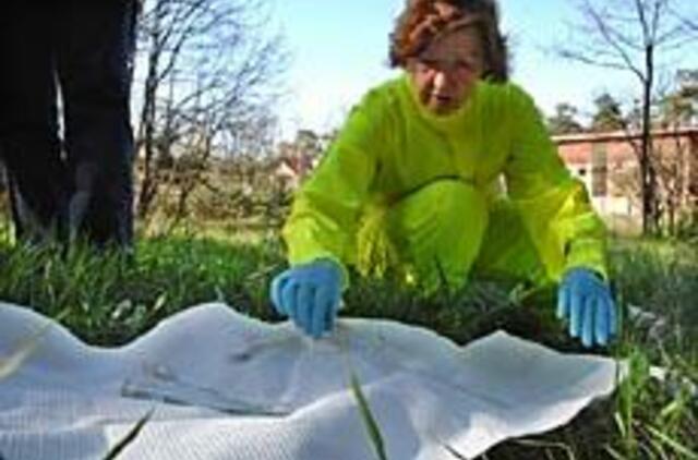 Ant baltų rankšluosčių - kraujasiurbės erkės