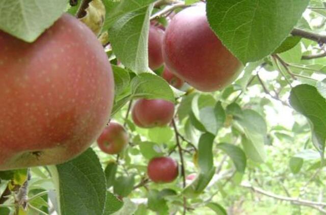 Kodėl nesulaukiame derliaus?