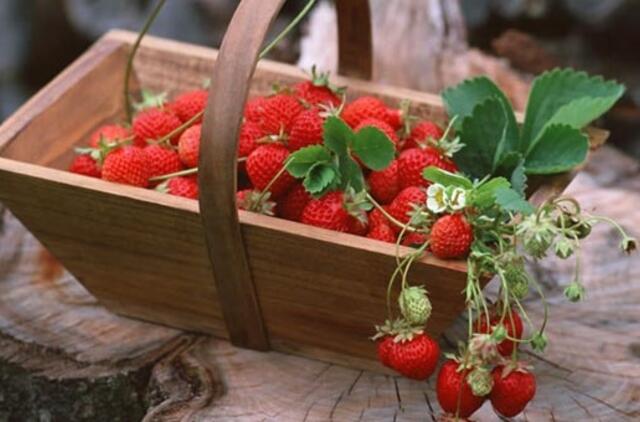 Agurkai, braškės...