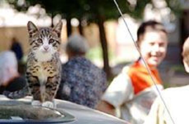 Įkandus katei - stresas dėl skiepų