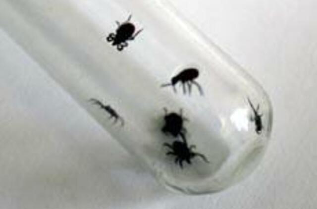 Erkės ramesnės, bet vis tiek pavojingos