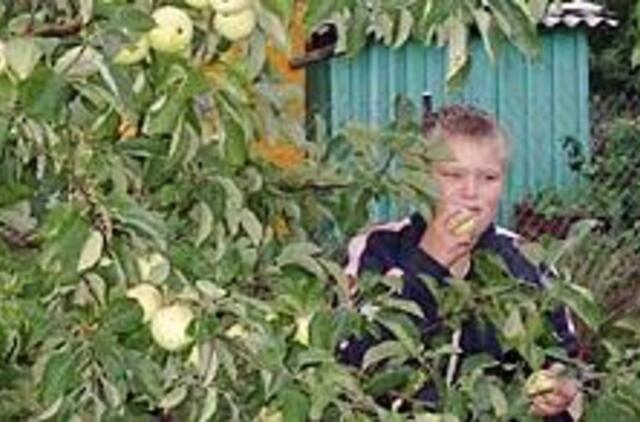 Liepa sode: darbų įkarštis