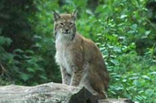 Vilkynės istorijos: gyvenimas tarp žvėrių IV