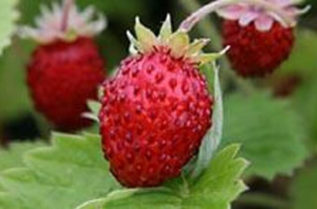 Rugpjūtį pilna neatidėliotinų darbų