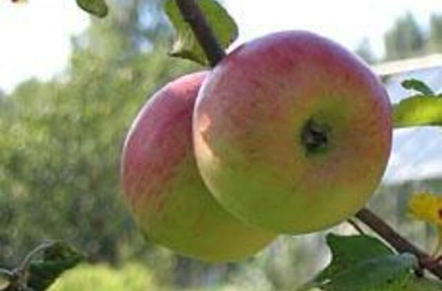 Rugsėjį svarbu užbaigti visus vasaros darbus