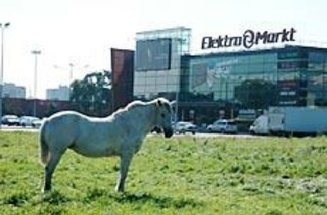 Klaipėdiečiai mato baltą arklį 