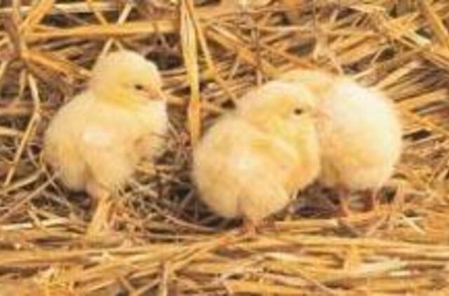 Viščiukai suskaičiuoti