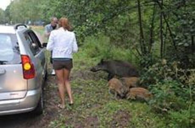 Paskutiniai Neringos šernų pakriuksėjimai