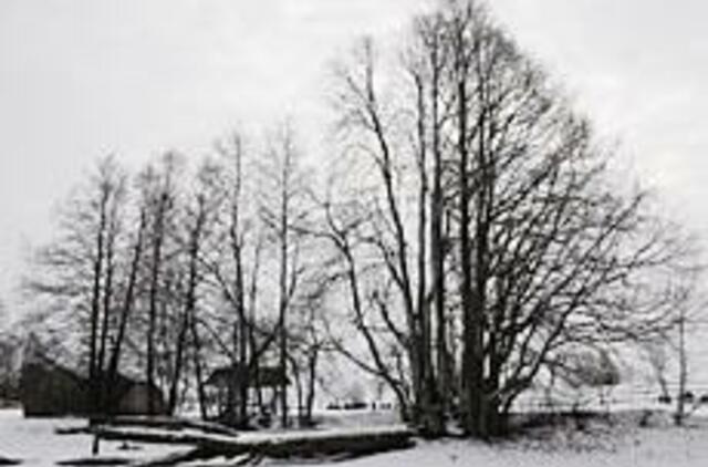 Kantvainiai - gandrų ir rožynų kaimas