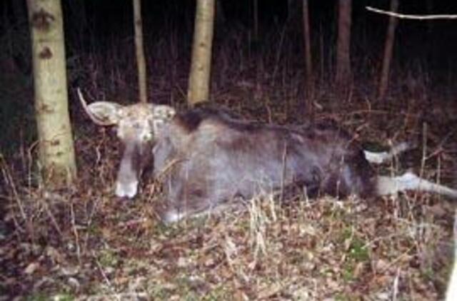 Beglobių gyvūnų niekas negaudys