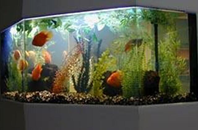 Interjero ašis - akvariumas