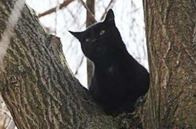 Katinams gelbėtis teks patiems