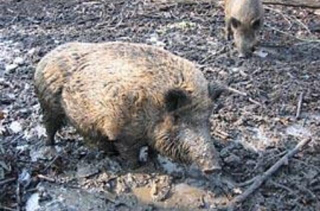 Laiškai iš miško: kiauliški reikalai