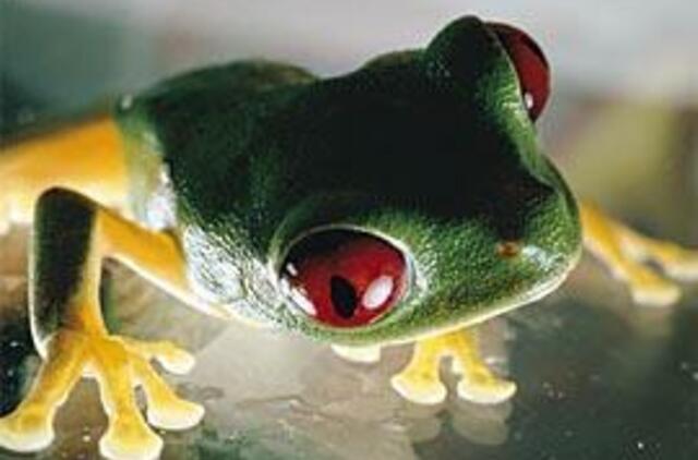 Neteko darbo, nes gelbėjo varlę