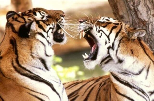 Pyktis paveldimas, tačiau sutramdomas