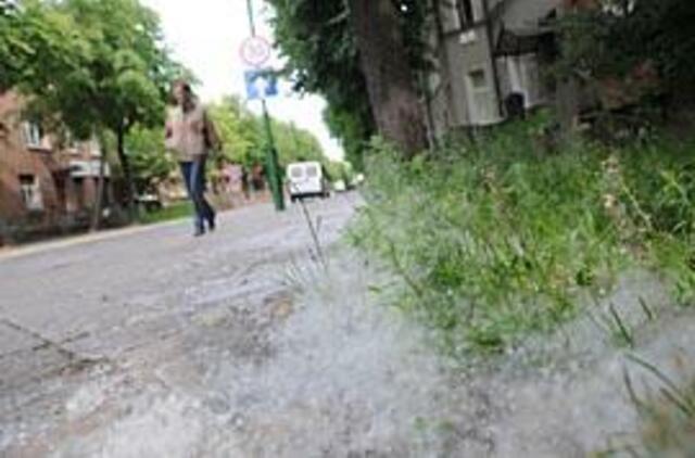 Gydytojai tuopų nekirstų, bet nušienautų pievas