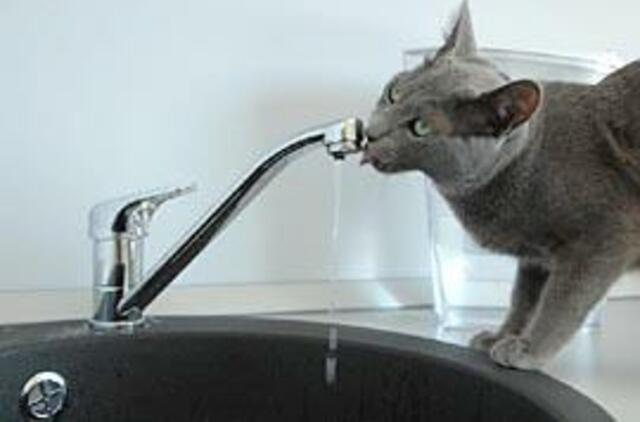 Pirmoji "Vakarų ekspreso" liepa