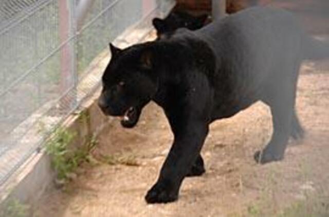 "Mini Zoo" įsikūrė jaguarai