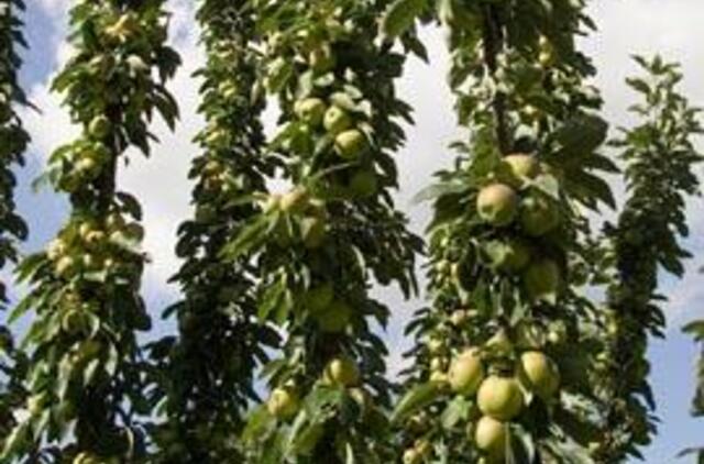 Pats geriausias laikas yra dabar