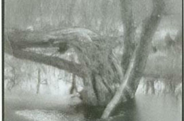 "Šviesos kaligrafija" - tik čia ir dabar