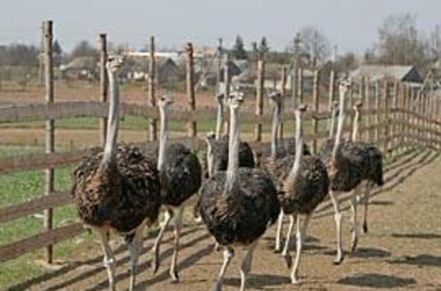 Lietuviams pinigus uždirba ir sliekai, sraigės ar stručiai