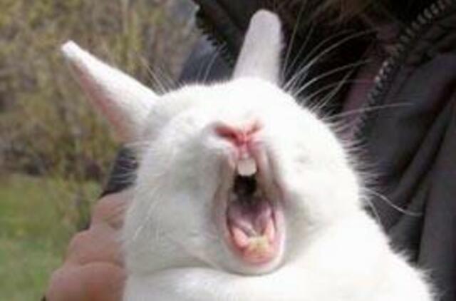 Austrų vairuotojai - zuikių žudikai, vokiečiai - varlių