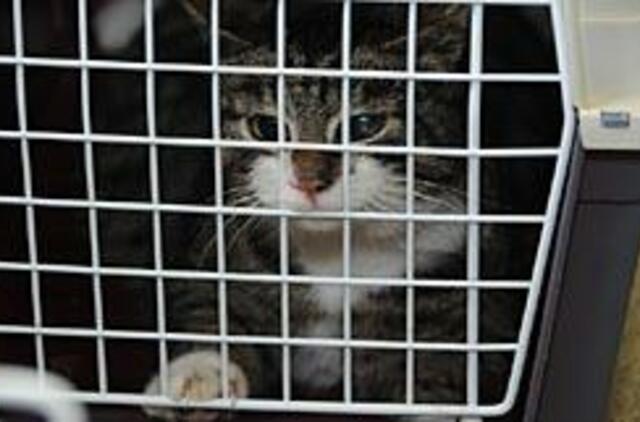 Benamių kačių populiacija mažės humaniškai