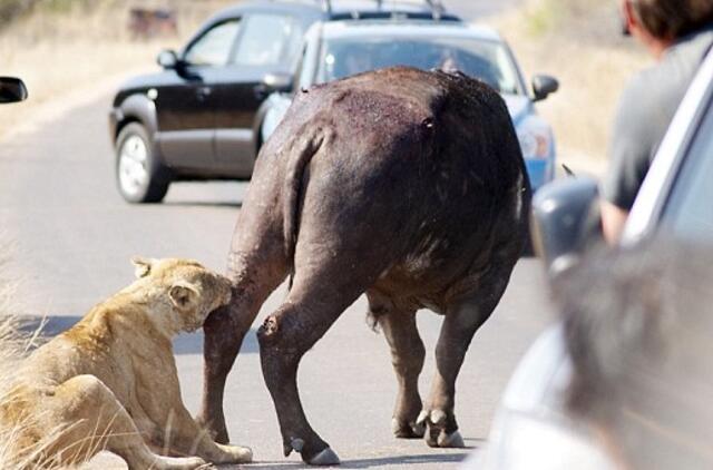 Pietų Afrikos Respublikos keliai ilgisi baltųjų valdžios