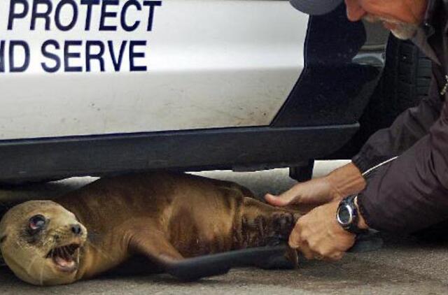 Keliuose reikia saugotis ir jūrų liūtų... (video)