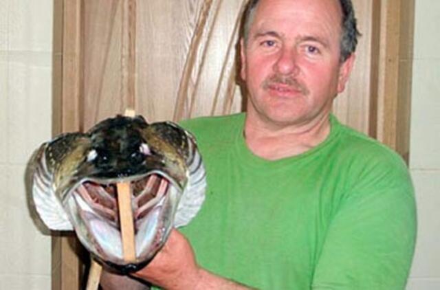 Milžinės lydekos galvą bandys išdžiovinti