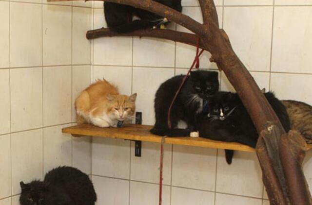 Dešimtys gyvūnų bute - terapijai?