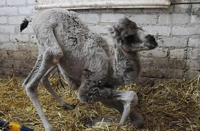 Mamos atstumta kupranugariuke rūpinasi žmonės