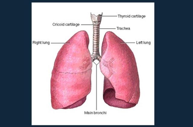 Mirė jauna britė, kuriai buvo persodinti 30 metų rūkiusio donoro plaučiai