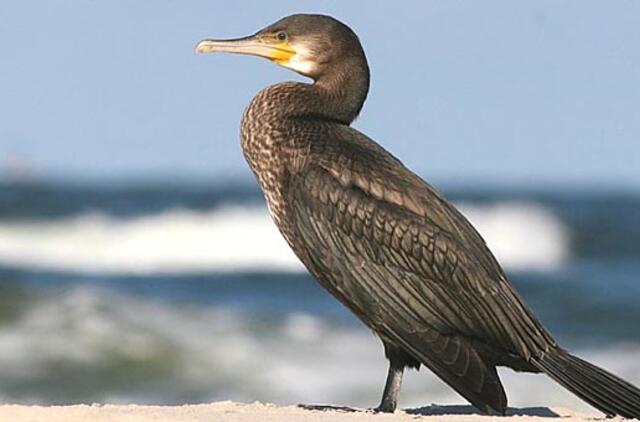 Nerija - paukščių rojus