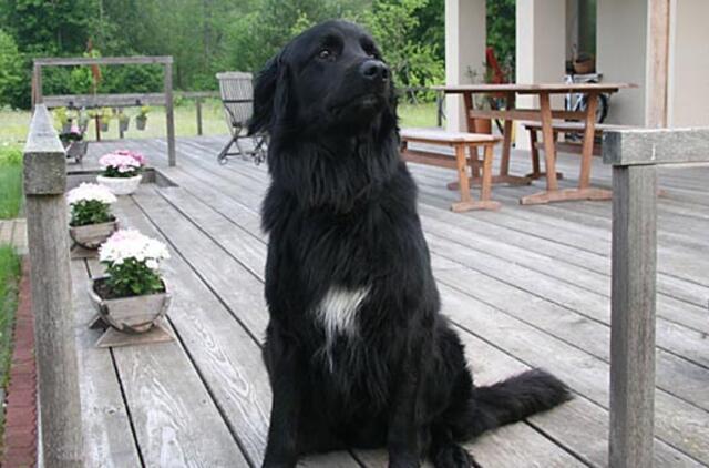 Princo ir elgetos istorija