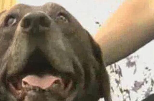 Automobilyje per karščius paliktas šuo išsigelbėjo letenomis spaudydamas klaksoną