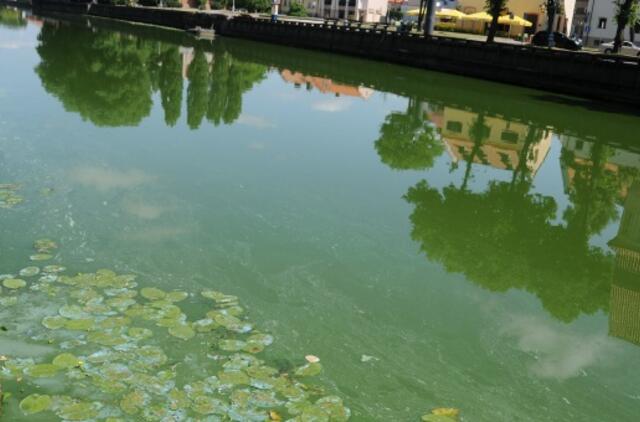 Danės upė mėlynuoja