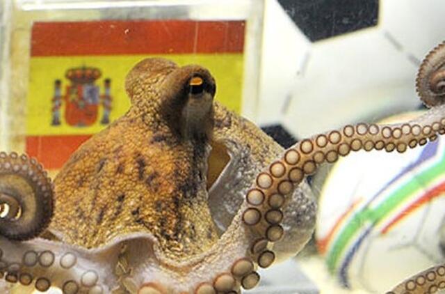 Krokodilo Hario ir orakulo aštuonkojo Pauliaus prognozės sutampa