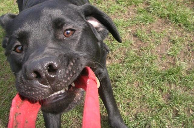 Palaidas šuo apkandžiojo policininką