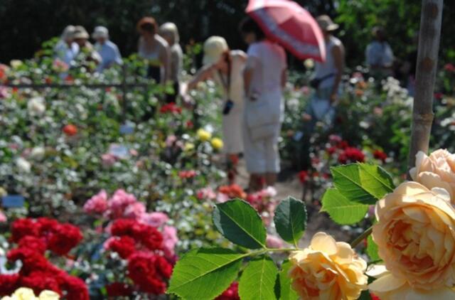 Rožės - Žalgirio mūšio atminimui