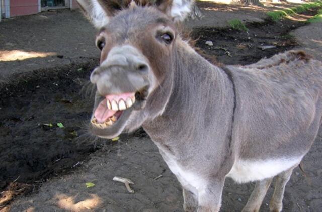 Skraidančiu asilu susidomėjo Rusijos prokurorai